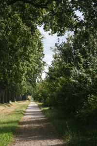 Un camí recte, envoltat d'arbres, sense que es vegi el final