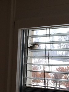 Pardal descansant a la persiana de la sala d'estar de casa nostra