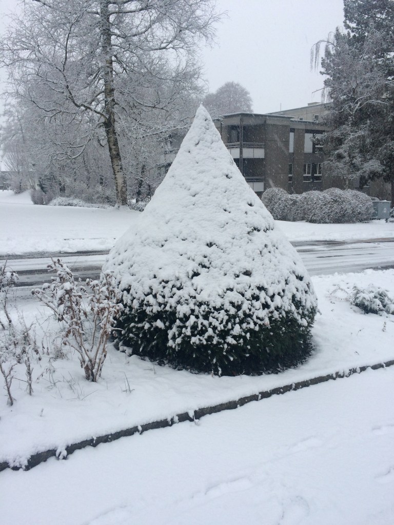 Un arbust completament cobert de neu